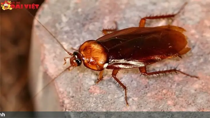 Giải Mã Giấc Mơ Thấy Người Thân Đã Lâu Không Gặp: Những Thông Điệp Ẩn Sâu Trong Tiềm Thức