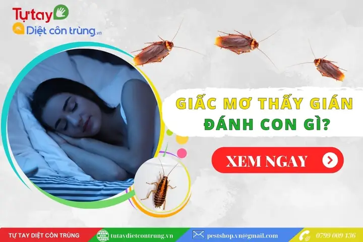 Mơ Thấy Nhiều Gián Đánh Con Gì? Giải Mã Chi Tiết Ý Nghĩa Và Các Con Số May Mắn