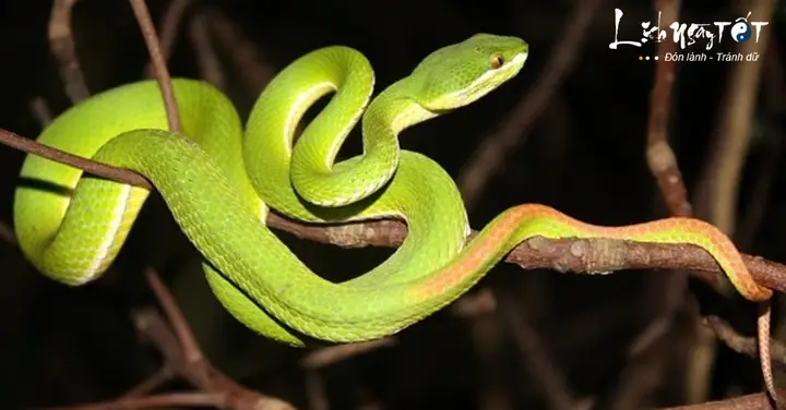 Mơ Thấy Nhiều Rắn Là Điềm Báo Gì? Giải Mã Chi Tiết Từ A Đến Z