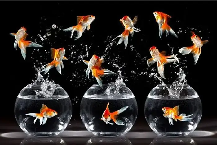 Giải Mã Giấc Mơ Thấy Nước Mưa Chảy Vào Nhà: Điềm Tốt Hay Xấu? Con Số May Mắn Nào?