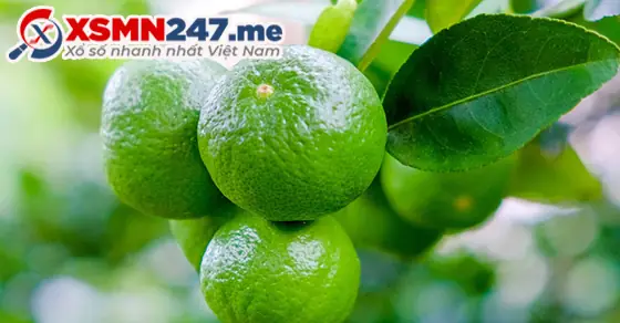 Giải Mã Giấc Mơ Thấy Quả Chanh: Điềm Báo Gì Và Những Con Số May Mắn