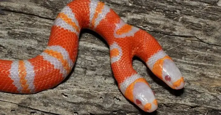 Giải Mã Giấc Mơ Thấy Rắn Hai Đầu Màu Đen: Điềm Báo, Ý Nghĩa Và Con Số May Mắn