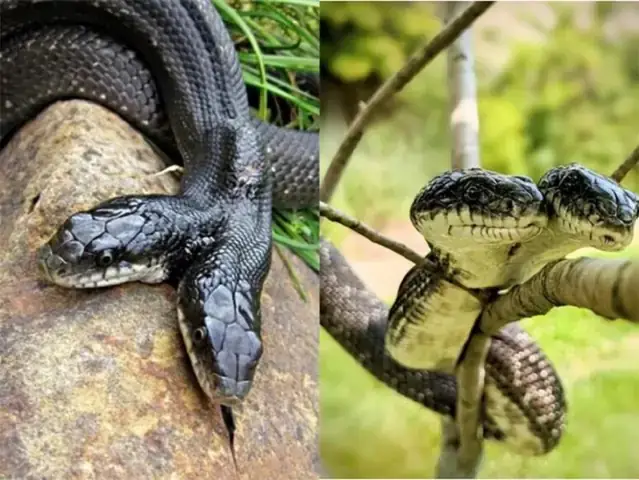 Giải Mã Giấc Mơ Thấy Rắn Hai Đầu Màu Đen: Điềm Báo, Ý Nghĩa Và Con Số May Mắn