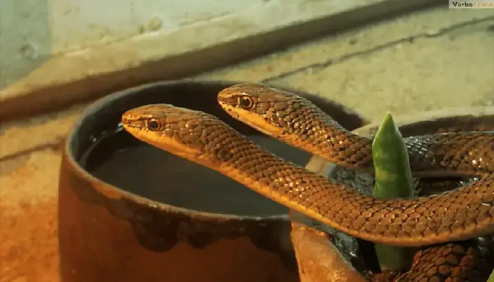 Giải Mã Giấc Mơ Thấy Rắn Hai Đầu Màu Đen: Điềm Báo, Ý Nghĩa Và Con Số May Mắn