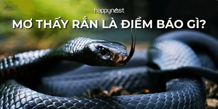 Giải Mã Giấc Mơ Thấy Rắn Đuổi: Điềm Báo Tốt Xấu Và Những Con Số May Mắn