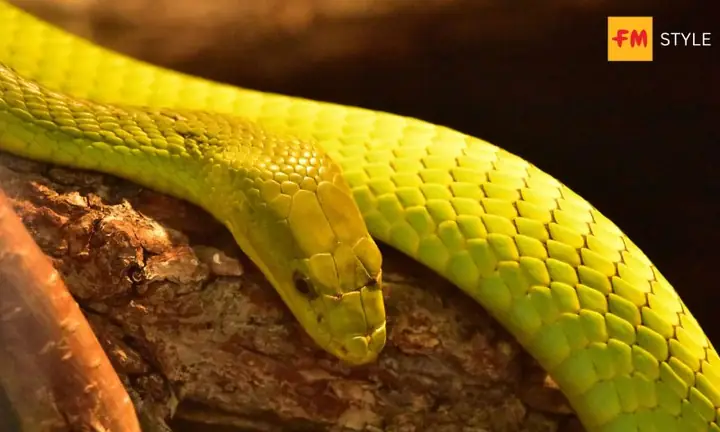 Mơ Thấy Rắn Lục Xanh Là Điềm Gì? Giải Mã Chi Tiết Từ Khoa Học Đến Tâm Linh