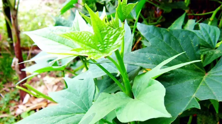 Giải Mã Giấc Mơ Thấy Rau Khoai Lang Và Các Con Số May Mắn Liên Quan