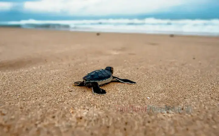 Giải Mã Giấc Mơ Thấy Rùa Đen: Ý Nghĩa Tâm Linh Và Các Con Số May Mắn