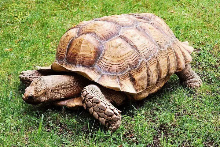 Giải Mã Giấc Mơ Thấy Rùa Vàng: Những Điềm Báo Bí Ẩn Về Tài Lộc Và Sức Khỏe