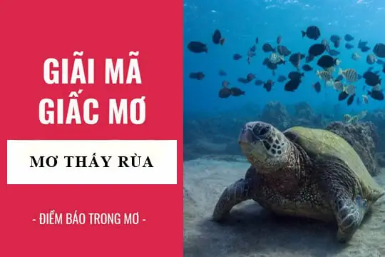 Giải Mã Giấc Mơ Thấy Rùa Vàng: Những Điềm Báo Bí Ẩn Về Tài Lộc Và Sức Khỏe