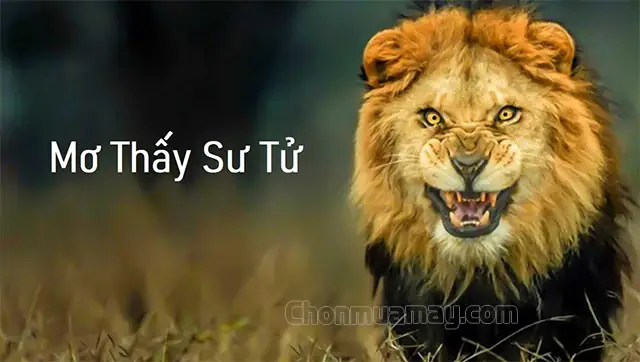 Mơ Thấy Sư Tử Đuổi Đánh Con Gì? Giải Mã Bí Ẩn Và Các Con Số May Mắn