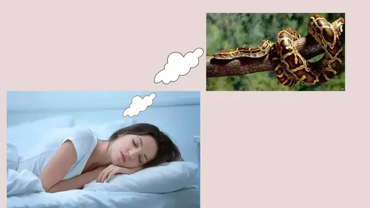 Giải Mã Giấc Mơ Thấy Trăn Rắn: Từ Khoa Học Đến Tâm Linh Để Có Cái Nhìn Toàn Diện