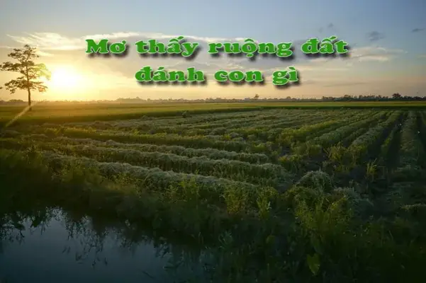 Giải Mã Ý Nghĩa Giấc Mơ Thấy Tranh Chấp Đất Đai Và Các Con Số May Mắn Liên Quan