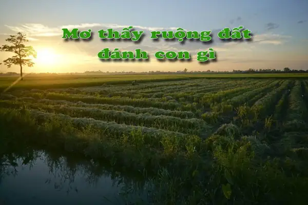 Giải Mã Ý Nghĩa Giấc Mơ Thấy Tranh Chấp Đất Đai Và Các Con Số May Mắn Liên Quan