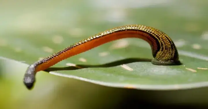 Giải Mã Ý Nghĩa Giấc Mơ Thấy Trượt Patin Và Con Số May Mắn Liên Quan