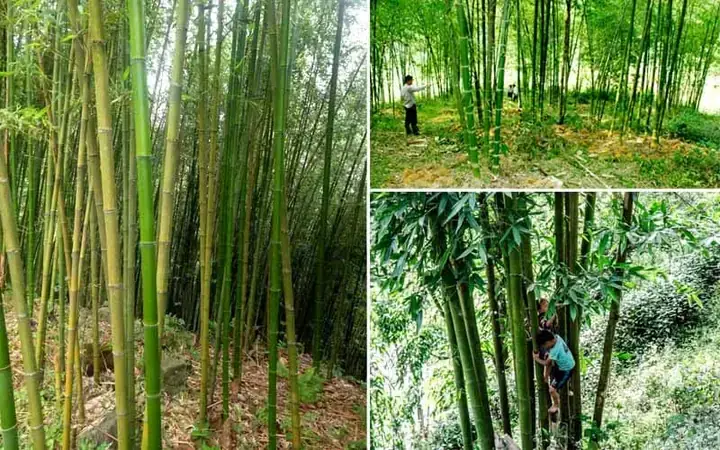 Mơ Thấy Vác Cây Tre Đánh Con Gì? Giải Mã Ý Nghĩa Tâm Linh & Tâm Lý