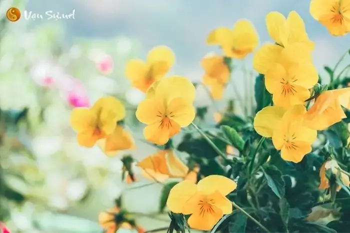 Giải Mã Giấc Mơ Thấy Vườn Hoa: Điềm Báo Tâm Linh Và Ý Nghĩa Thực Tiễn