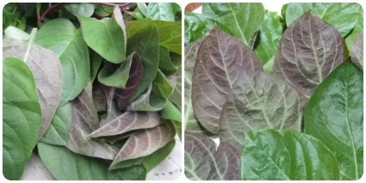 Mơ Uống Nước Dừa Đánh Con Gì? Giải Mã Chi Tiết Ý Nghĩa Giấc Mơ Từ Tâm Linh Đến Khoa Học