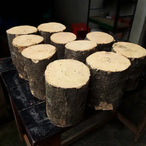 Gỗ Sinh Sản Bọ Cánh Cứng