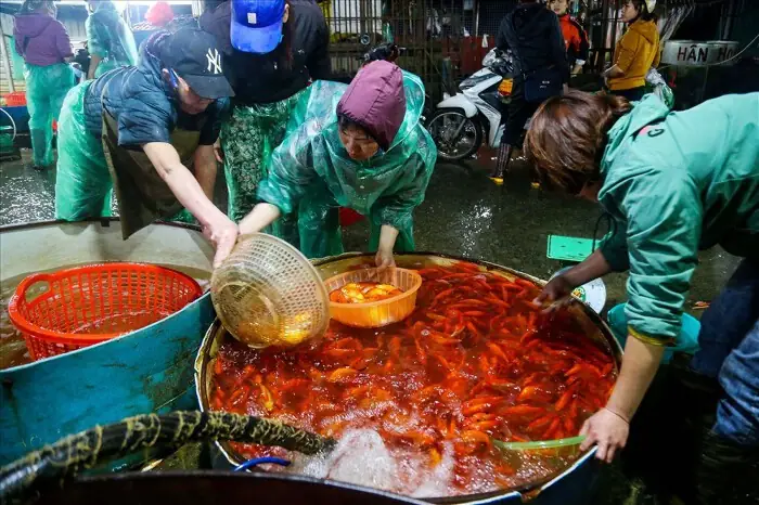 Mua Cá Chép Cúng Ông Táo: Top 5 Địa Chỉ Uy Tín & Kinh Nghiệm Chọn Cá Chuẩn Nhất