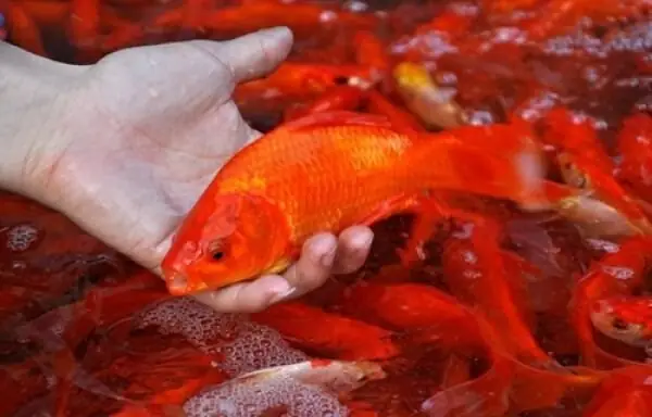 Mua Cá Chép Cúng Ông Táo: Top 5 Địa Chỉ Uy Tín & Kinh Nghiệm Chọn Cá Chuẩn Nhất