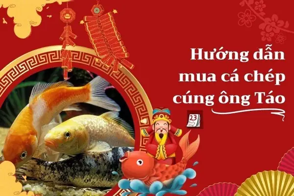 Top 7 Địa Chỉ Mua Cá Chép Cúng Ông Táo Uy Tín, Giá Tốt Nhất Tại Hà Nội Và Tp.hcm