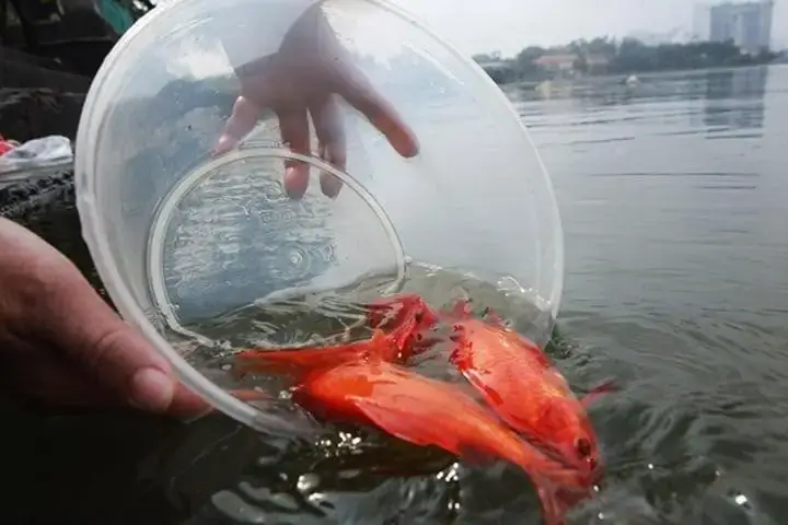 Top 7 Địa Chỉ Mua Cá Chép Cúng Ông Táo Uy Tín, Giá Tốt Nhất Tại Hà Nội Và Tp.hcm