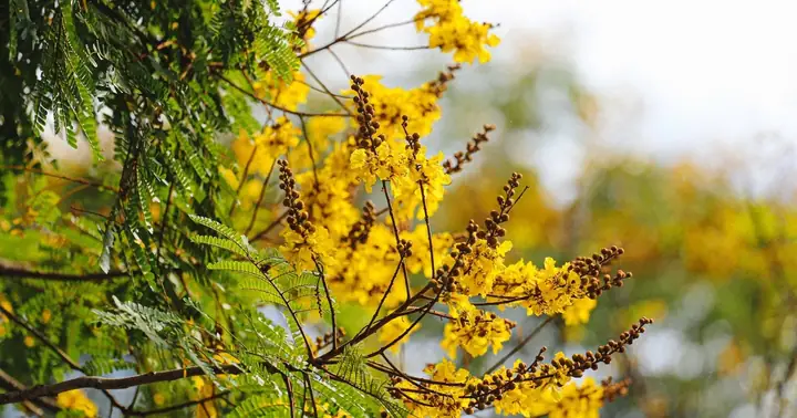 Đắm Chìm Với Hoa Điệp Đang Nhuộm Vàng Các Cung Đường Xứ Huế