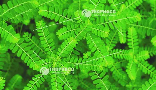 1️⃣ Địa Chỉ Bán Cây Diệp Hạ Châu Tươi Giá Tốt Tại Tp.hcm