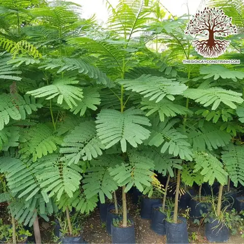 Mua Cây Phượng Vàng Ở Đâu Giống Chuẩn, Giá Rẻ?