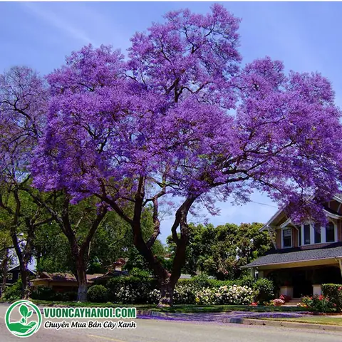 Cây Phượng Tím ( Hoa Phượng Tím ) Mua Bán Uy Tín Nhất