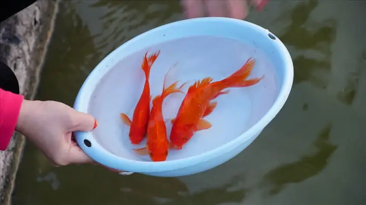 Bài Cúng Phóng Sinh - Tâm Đồ Lễ