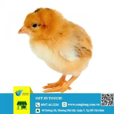 Trại Cung Cấp Gà Giống Tại Quận Tân Phú