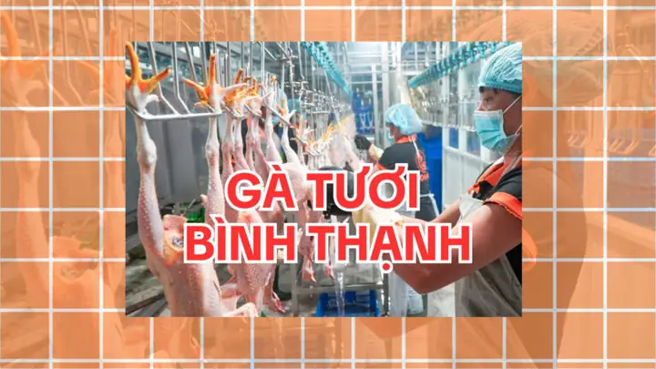 Mua Gà Tươi Giá Sỉ Ở Đâu Tại Bình Thạnh - Cogava