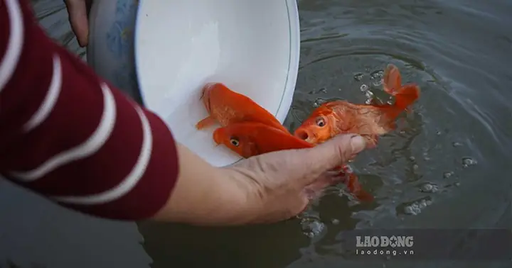 Cúng Ông Công Ông Táo Có Nhất Thiết Phải Có Cá Chép Vàng?