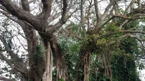 Mùng 5 Tháng 5 Nên Cúng Gì? Cẩm Nang Chuẩn Bị Mâm Lễ Tết Đoan Ngọ Trọn Vẹn