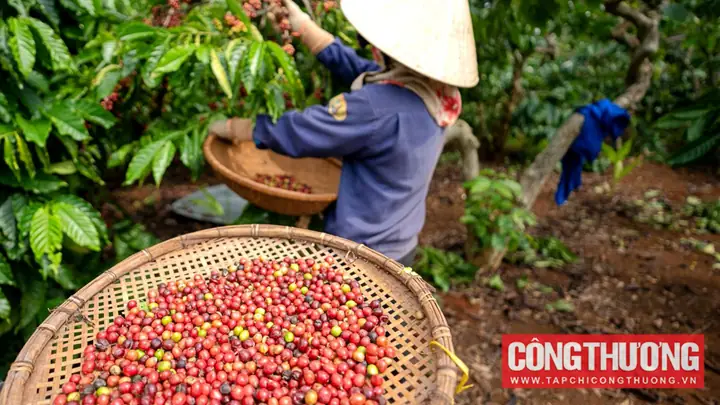 Nghi Lễ Mùng 8-2 Cúng Sao Hội: Bí Quyết Hóa Giải Vận Hạn & Cầu Bình An