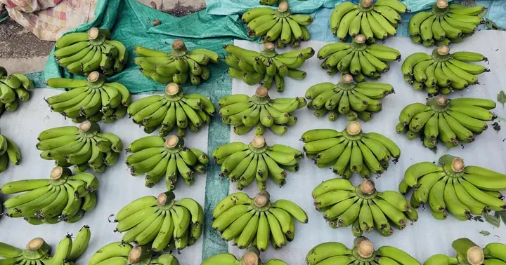 Nải Chuối Cúng Mốc: Nguyên Nhân, Dấu Hiệu Nhận Biết Và Cách Xử Lý Đúng
