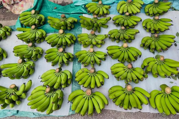 Nải Chuối Cúng Mốc: Nguyên Nhân, Dấu Hiệu Nhận Biết Và Cách Xử Lý Đúng