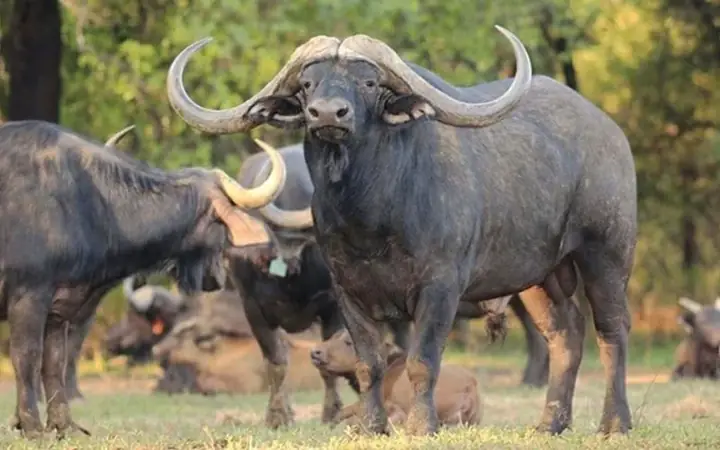 Cẩm Nang Cúng Sao Thổ Tú Năm 2026: Hướng Dẫn Chi Tiết Và Những Điều Cần Biết