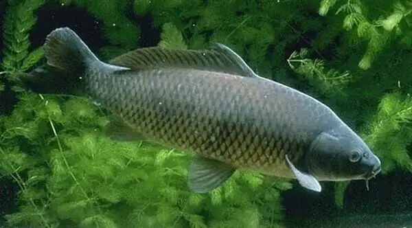 Nằm Mơ Bắt Được Cá Chép Đánh Đề Con Gì? Giải Mã Bí Ẩn Từ Giấc Mơ