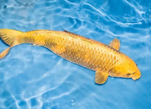 Giải Mã Giấc Mơ Bắt Được Cá Chép Trắng: Điềm Báo Và Ý Nghĩa Sâu Xa