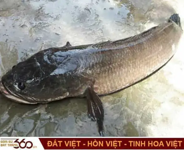 Giải Mã Ý Nghĩa Giấc Mơ Thấy Bắt Cá Trê Và Các Con Số May Mắn Liên Quan