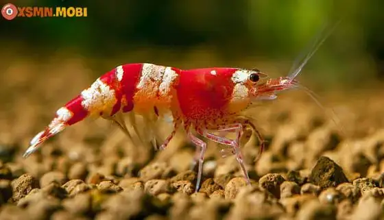 Nằm Mơ Bắt Được Nhiều Tôm Tép: Giải Mã Chi Tiết Ý Nghĩa & Con Số May Mắn