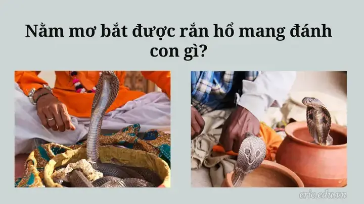 Giải Mã Giấc Mơ Bắt Rắn Hổ Mang: Điềm Báo Và Những Con Số May Mắn