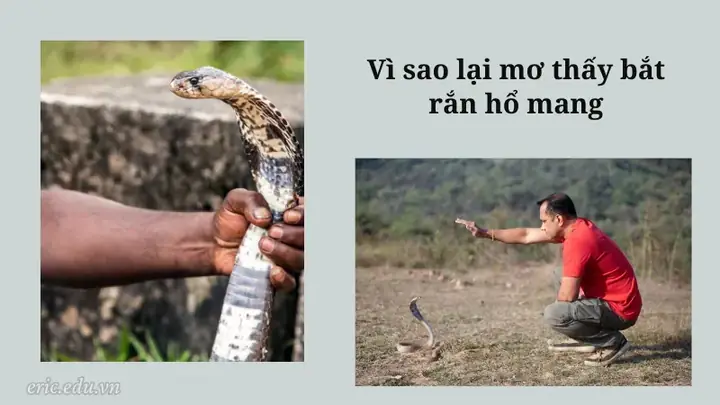 Giải Mã Giấc Mơ Bắt Rắn Hổ Mang: Điềm Báo Và Những Con Số May Mắn