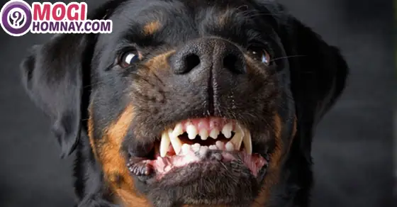 Giải Mã Chi Tiết Giấc Mơ Bị Chó Cắn: Điềm Báo Gì Và Con Số May Mắn?