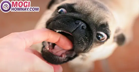 Giải Mã Chi Tiết Giấc Mơ Bị Chó Cắn: Điềm Báo Gì Và Con Số May Mắn?