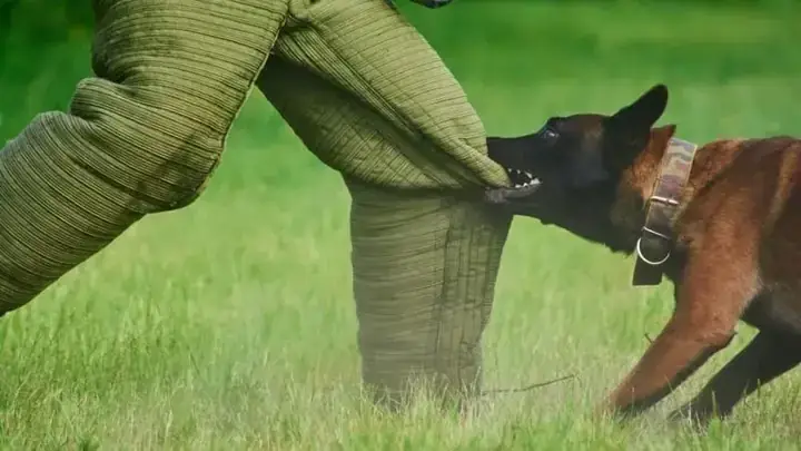 Giải Mã Chi Tiết Ý Nghĩa Giấc Mơ: Nằm Mơ Bị Chó Cắn Vào Chân