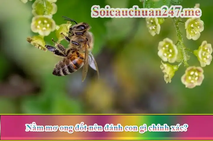 Nằm Mơ Thấy Ong Đốt: Giải Mã Ý Nghĩa Và Con Số May Mắn